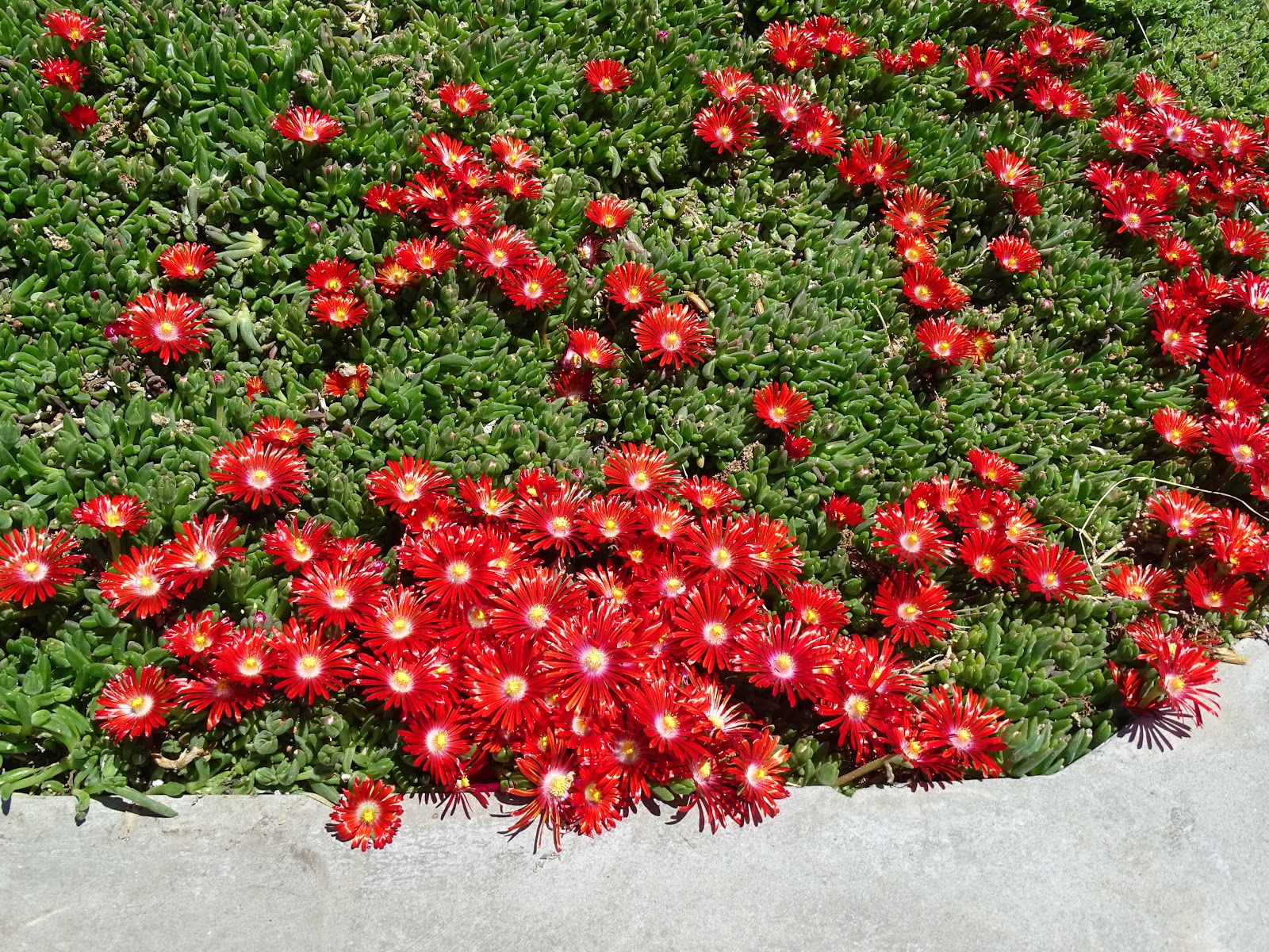 Delosperma dyeri 'Red Mountain'